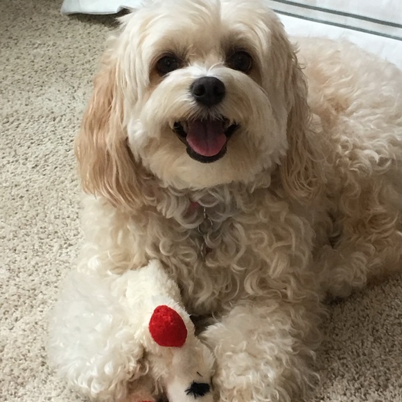 Meet Your Posher - Picture 2 of 7